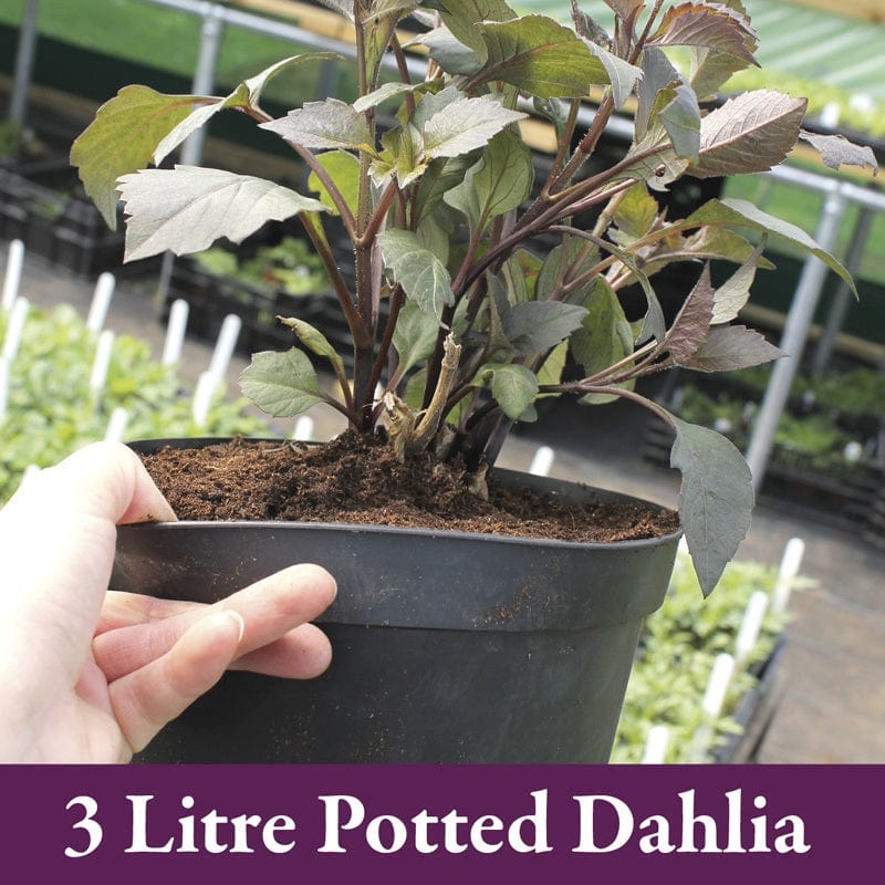 1 tuber Dahlia Firepot