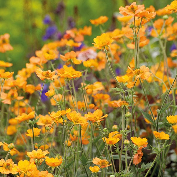 1 x 2L potted plant Geum Totally Tangerine