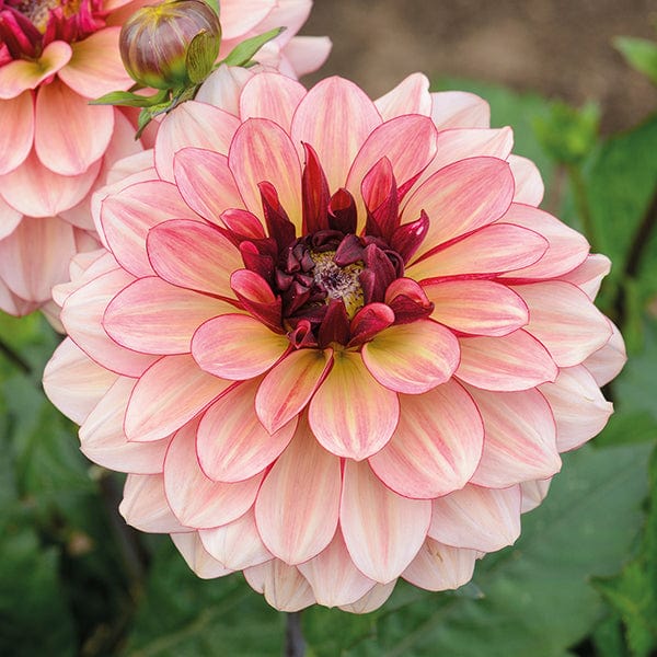 1 x 3L potted plant Dahlia Crème de Cognac