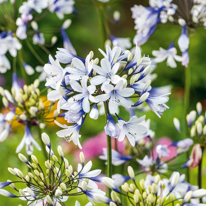 1 x 9cm potted plant Agapanthus Twister