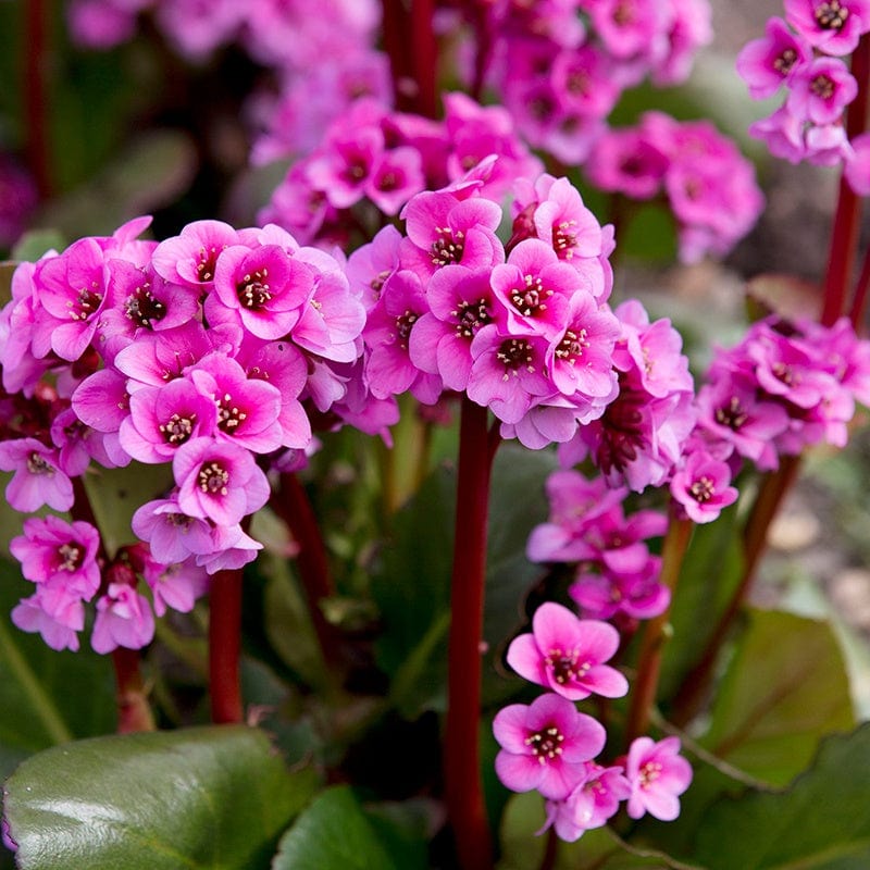 1 x 9cm potted plant Bergenia Kerstin