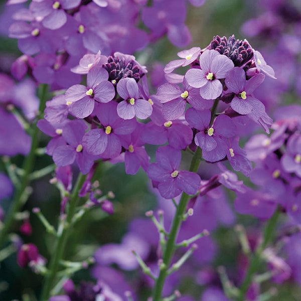 1 x 9cm potted plant Erysimum Bowles Mauve