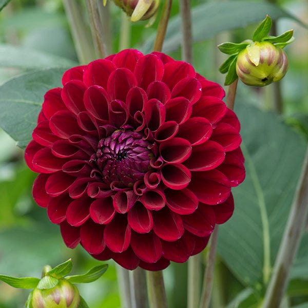 1x 3L potted plant Dahlia Maroon Fox