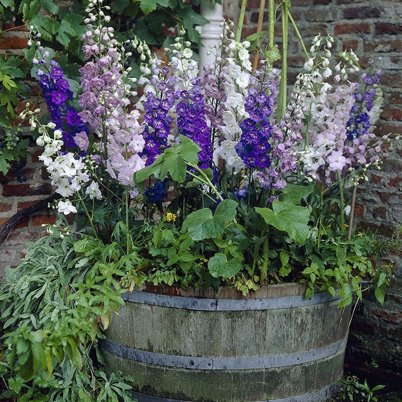 2x 30 garden ready plants Delphinium Magic Fountains Mixed F1