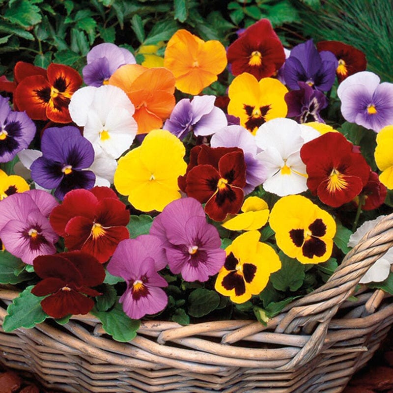 2x 30 garden ready plants Pansy Winter Flowering Mixed F1