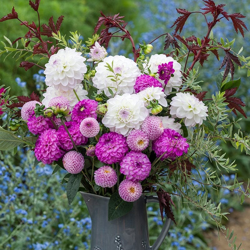 3 x 3L potted plants The Frosted Lilac Dahlia Collection