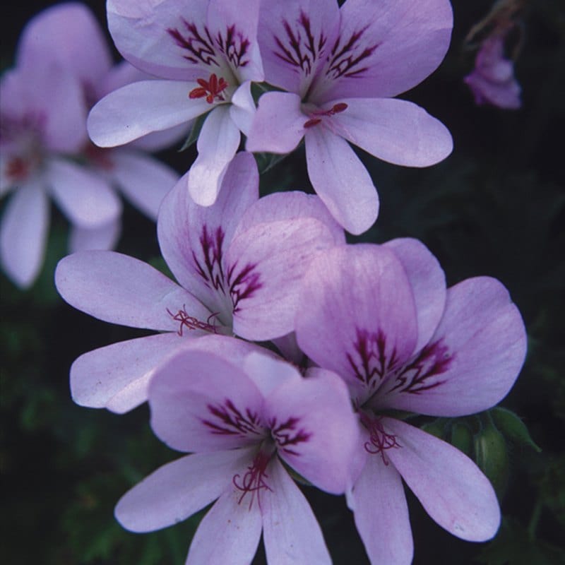 3 x 9cm potted plant Pelargonium (Scented) Prince of Orange