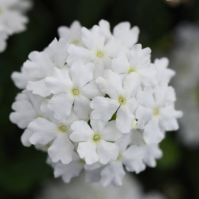 3 x 9cm potted plant Verbena Enchantment White