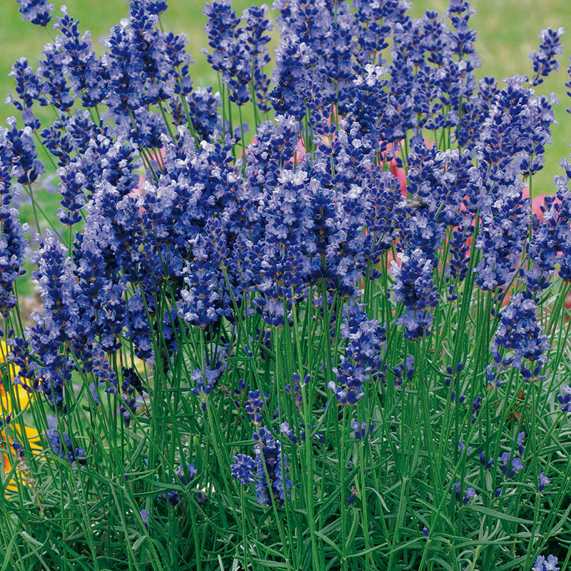 Lavender angustifolia Hidcote