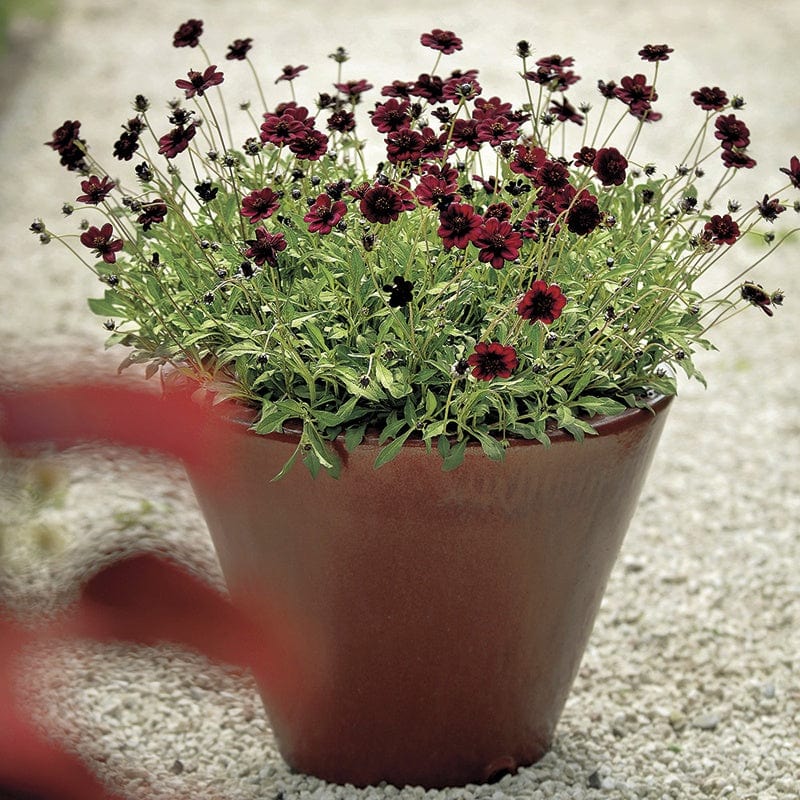 5 young plants Cosmos atrosanguineus Chocamocha