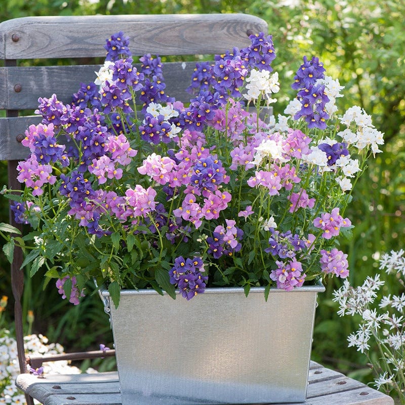 9 x 9cm plants, 3 of each Nemesia Collection