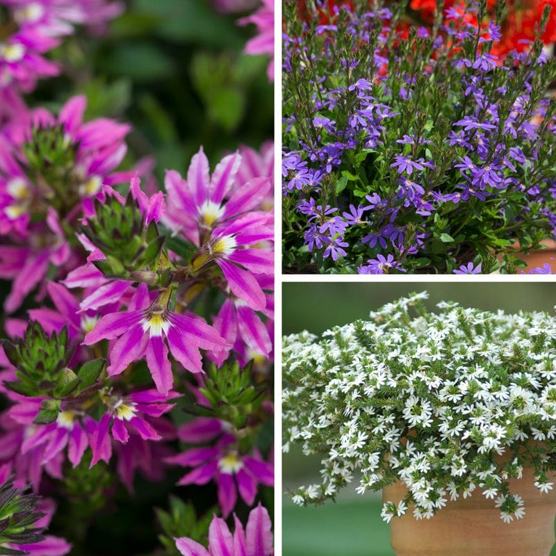 9x 9cm potted plants Scaevola Collection Flower Plants