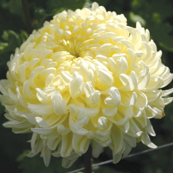 Chrysanthemum 'John Hughes Yellow' (Late)
