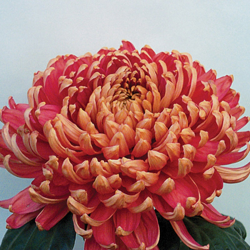 Chrysanthemum Hogmanay Collection