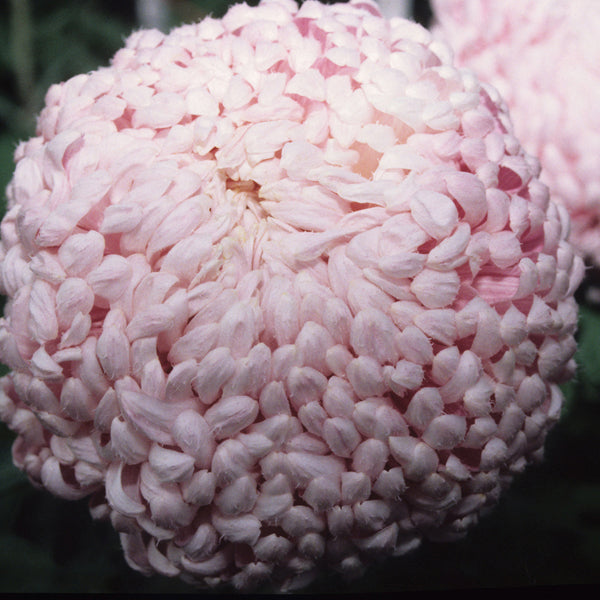 Chrysanthemum 'Lilac Chessington'