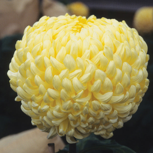 Chrysanthemum Primrose Chessington (Early)