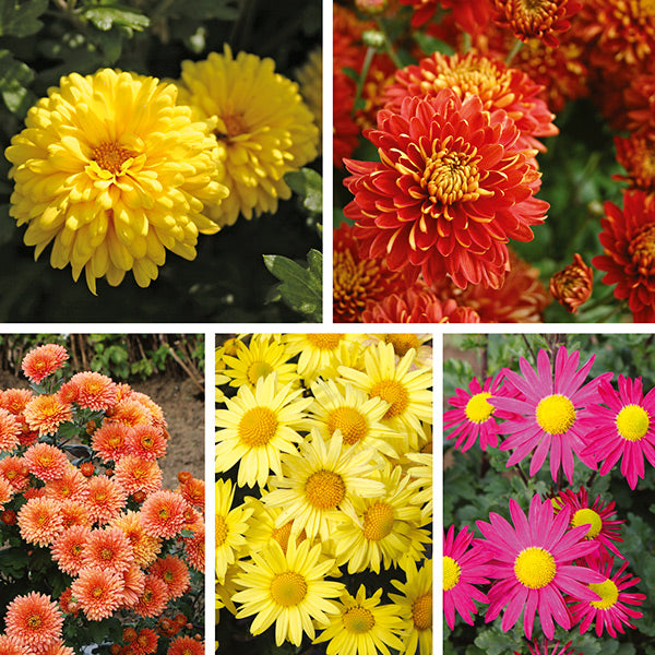 Chrysanthemum Garden Hardy Collection