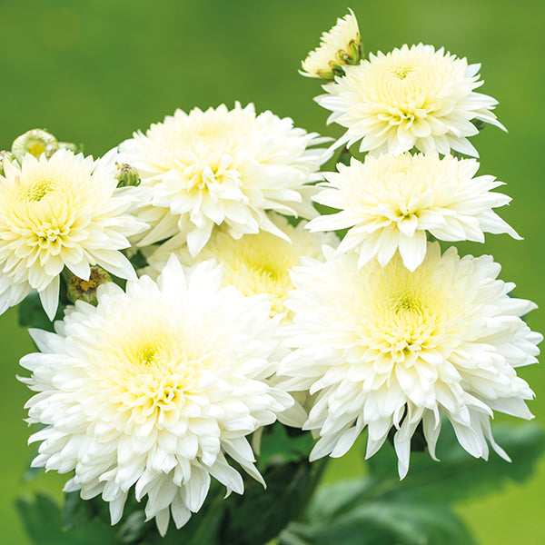 Chrysanthemum Gompie White (Late)