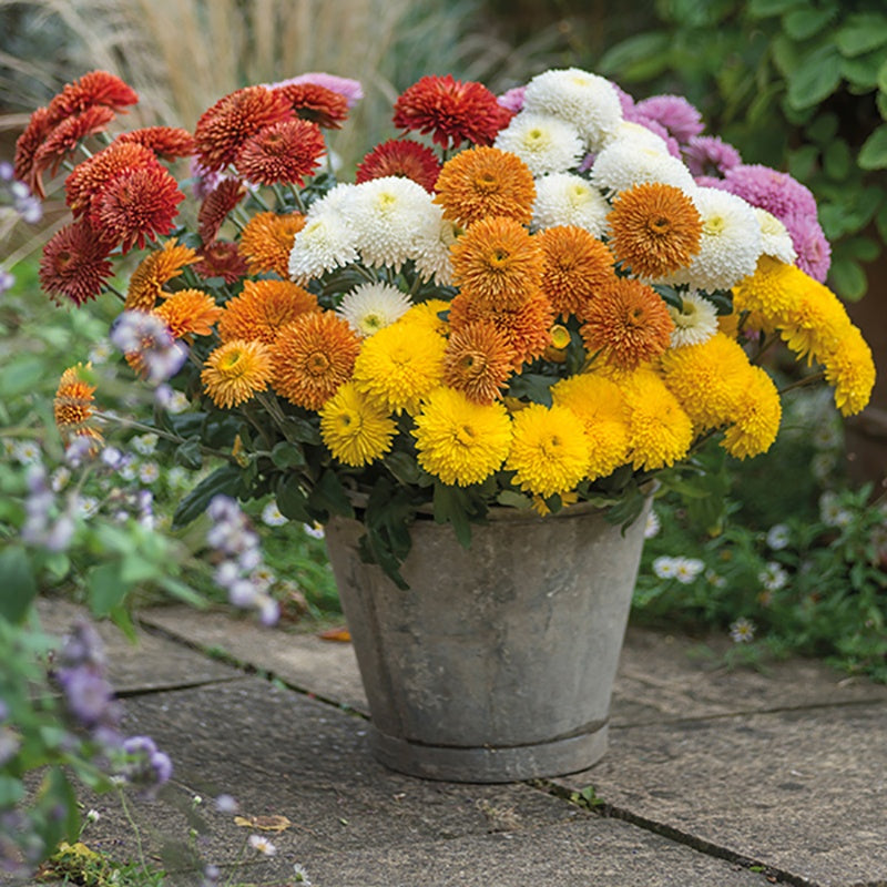Chrysanthemum Margaret  Collection