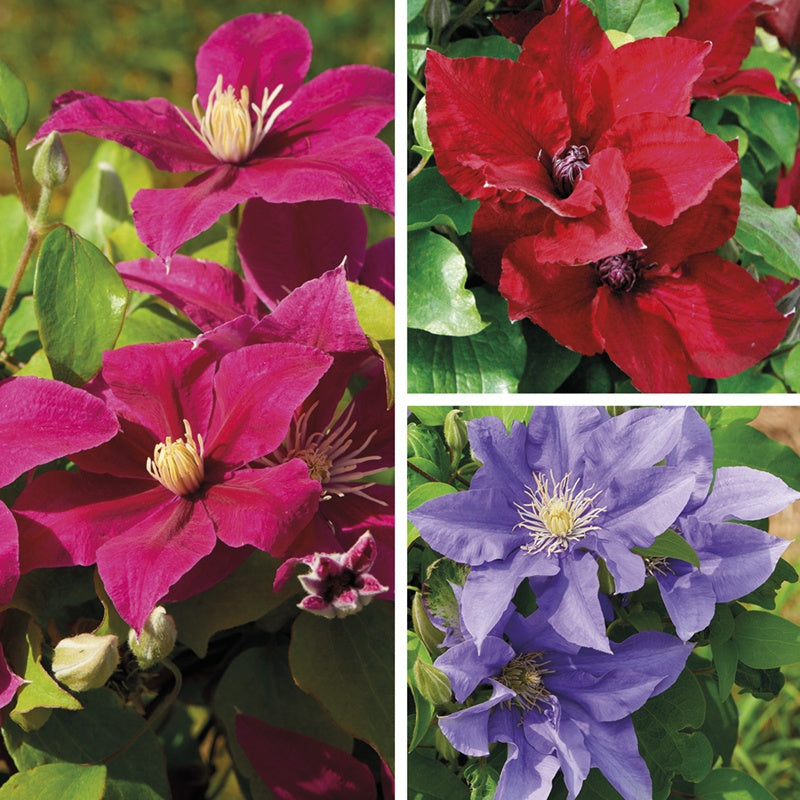 Clematis Boulevard® Collection