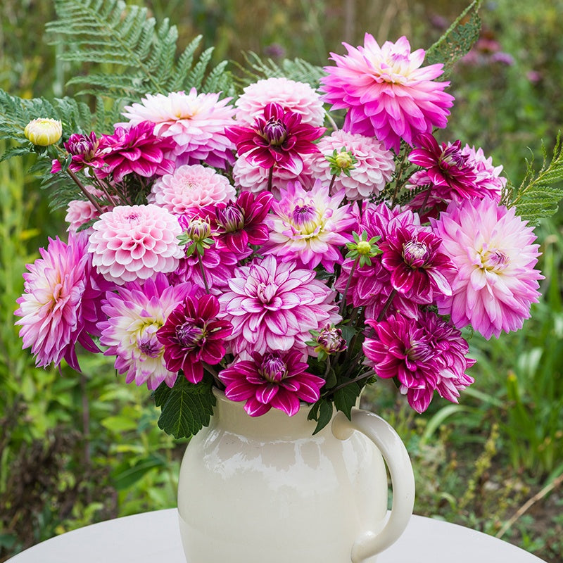 The Cherry Pink Dahlia Collection