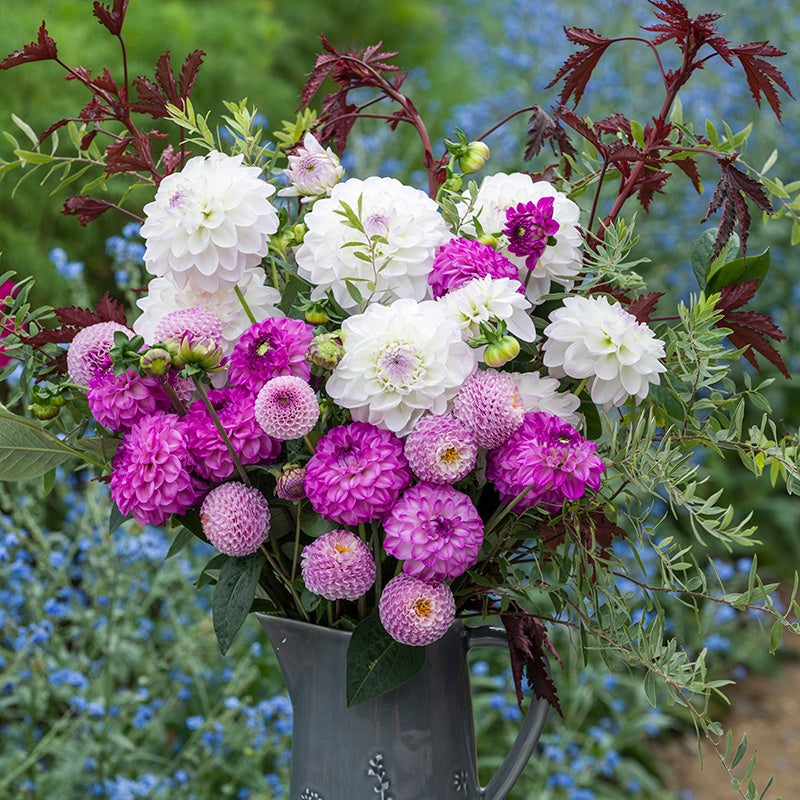 The Frosted Lilac Dahlia Collection
