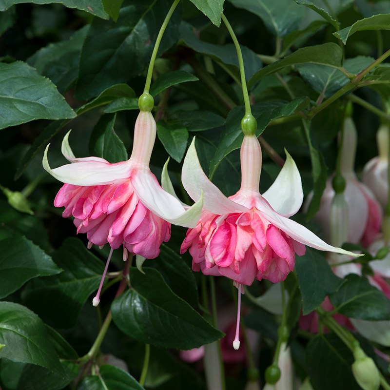 Fuchsia Giant Trailing Collection