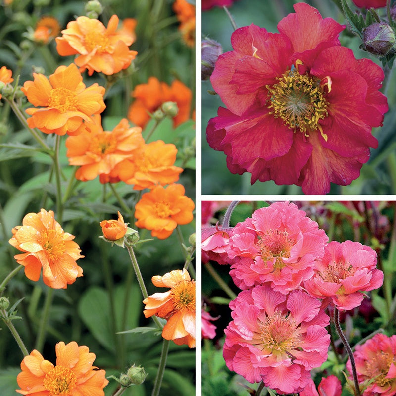 Geum Collection
