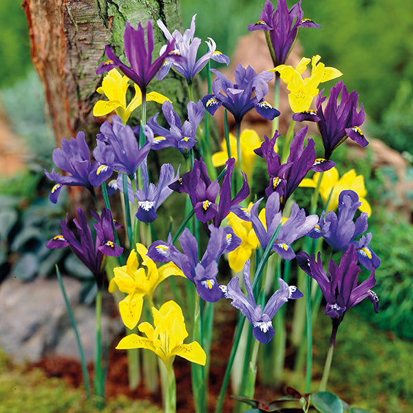 Dwarf Iris Mixed Flower Bulbs