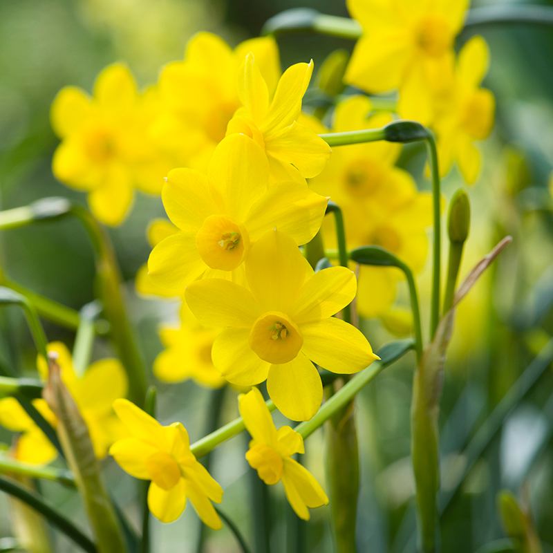 Narcissus Baby Moon Flower Bulbs