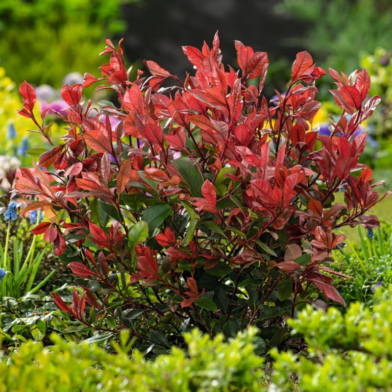 Photinia Little Red Robin Shrub Plants