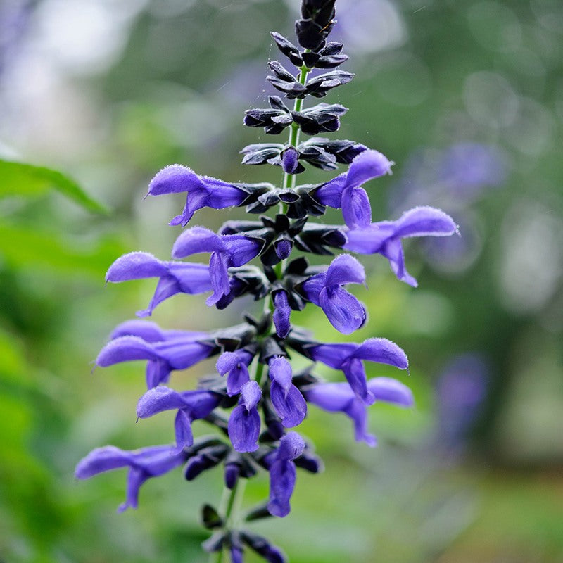 Salvia guaranitica Black and Blue