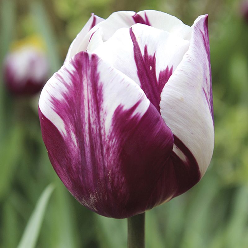 Tulip Rem's Favourite Flower Bulbs