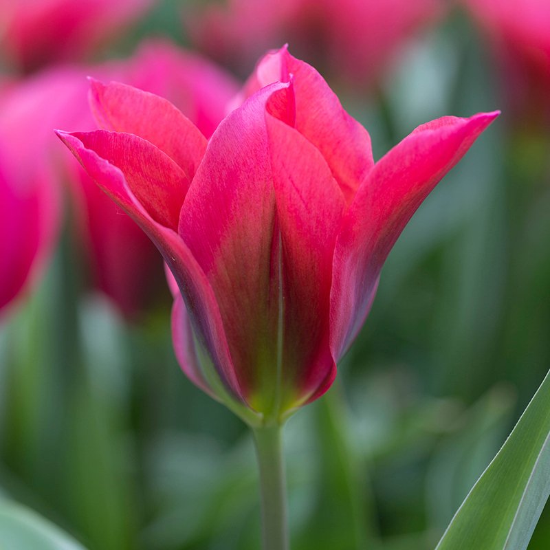 Late Flowering Tulip Collection