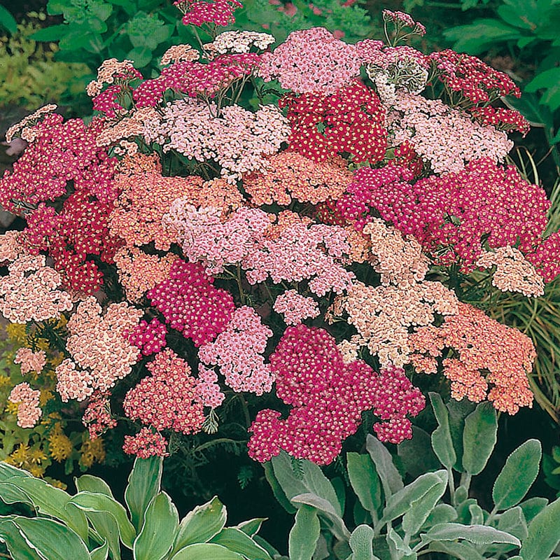 Achillea Summer Berries