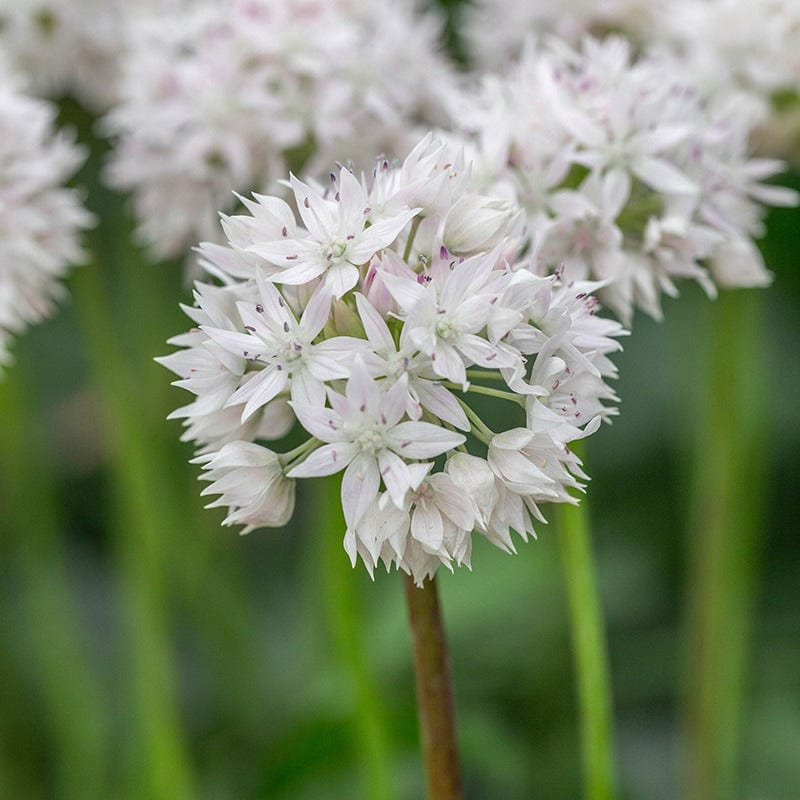 Allium Graceful Beauty