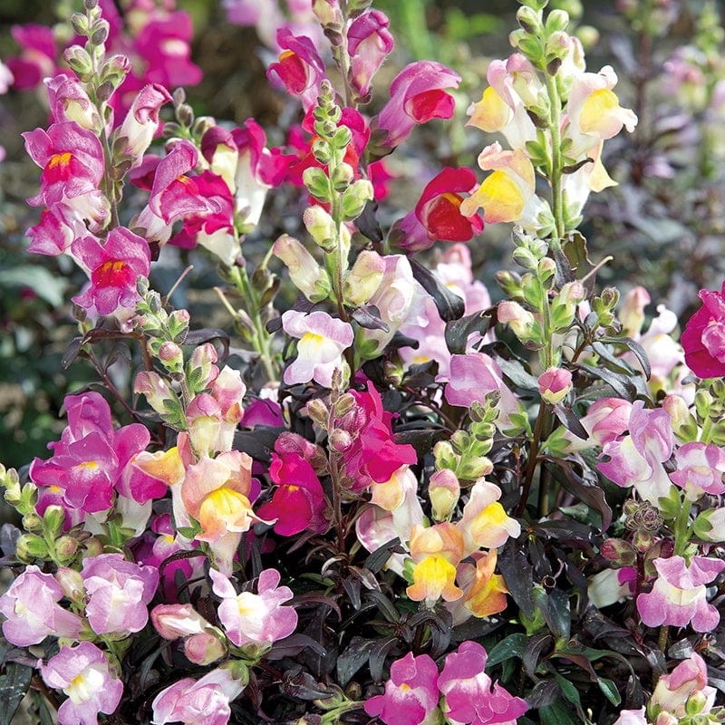 Antirrhinum Twilight Mixed