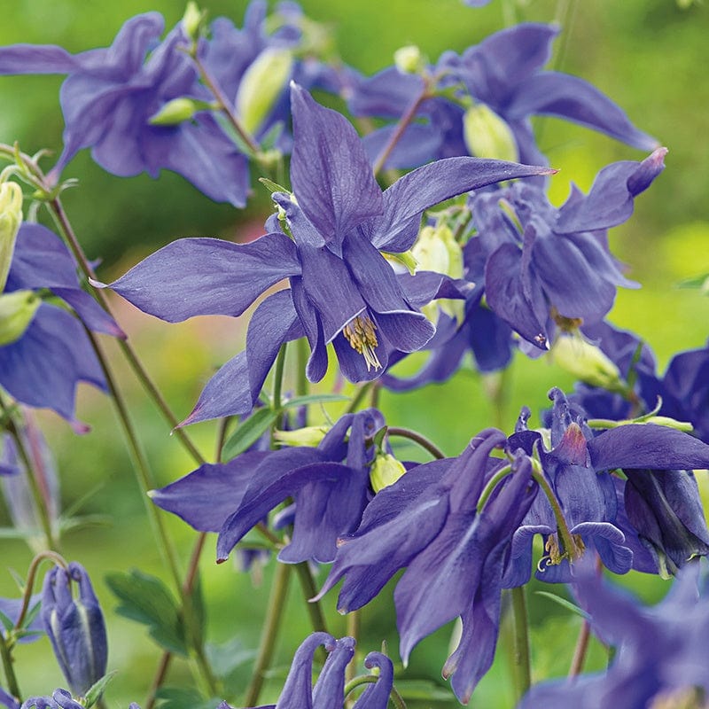 Aquilegia alpina