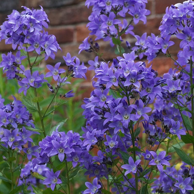 Campanula lactiflora Pritchard’s Variety