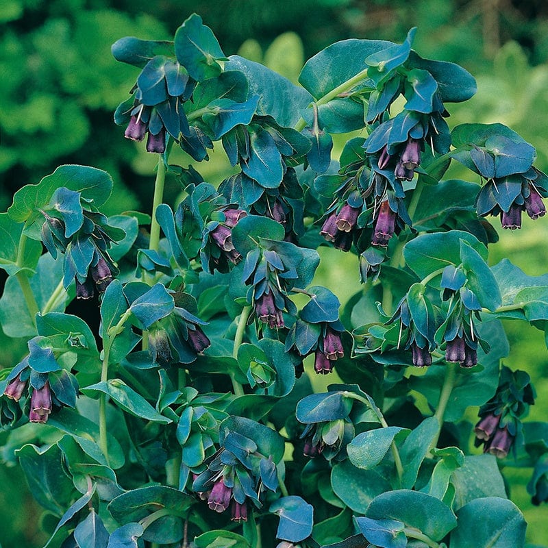 Cerinthe major Purpurascens