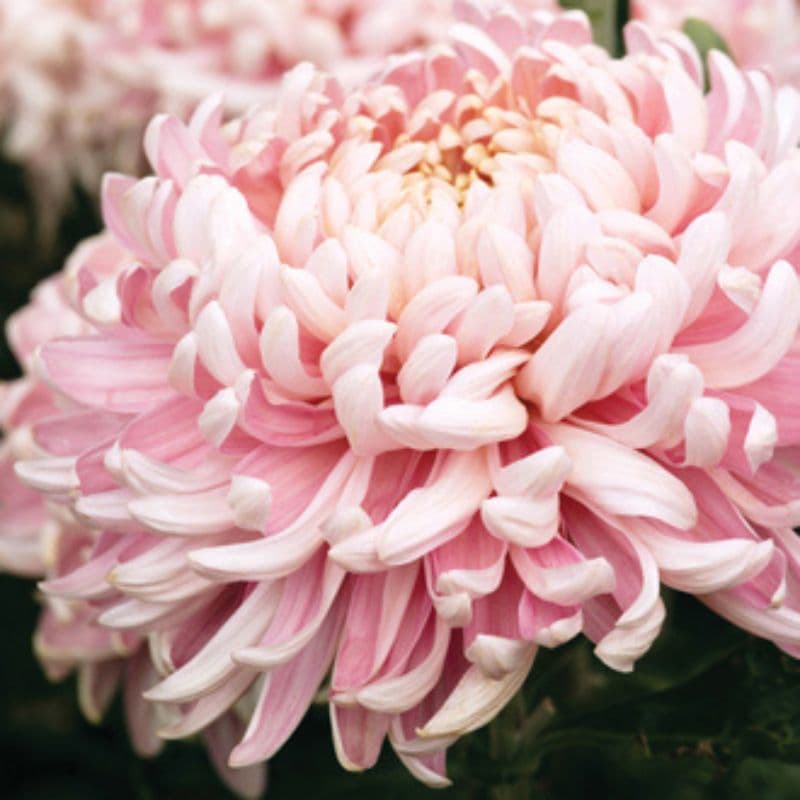 Chrysanthemum Allouise Pink (Late)