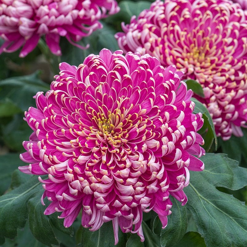 Chrysanthemum Cut Flower Bloom and Spray Collection from Woolmans