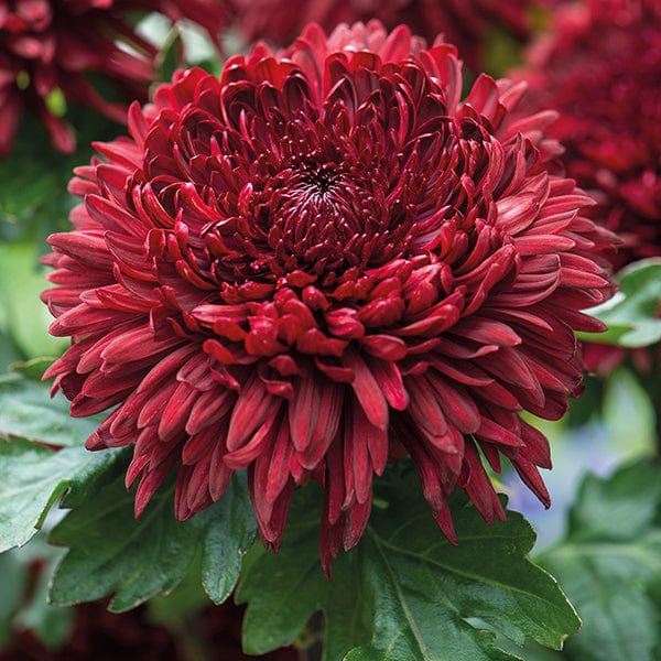 Pompon Chrysanthemum 5 Plant Collection (Early)