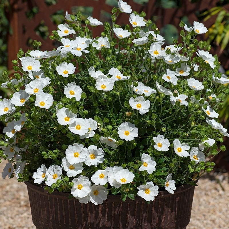 Cistus Thrive Shrub Plant