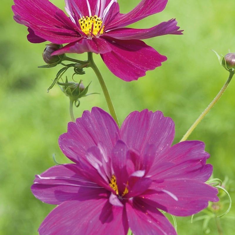 Cosmos Fizzy Purple