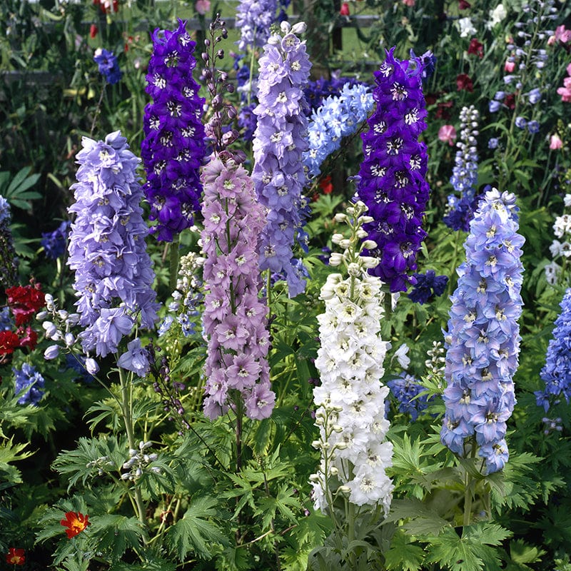 Delphinium Magic Fountains Mixed F1