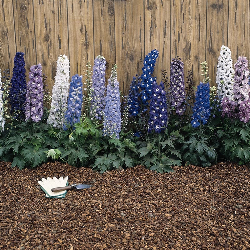 Delphinium Magic Fountains Mixed F1