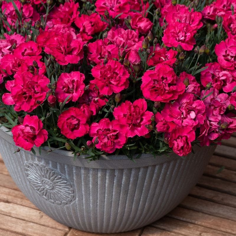 Dianthus Early Love 1.5ltr Potted Flower Plant