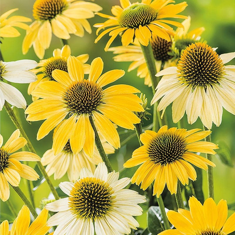 Echinacea Mellow Yellows