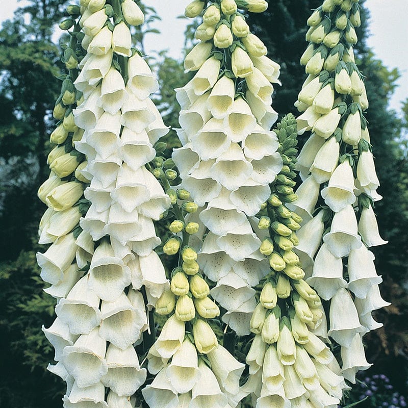 Foxglove Alba